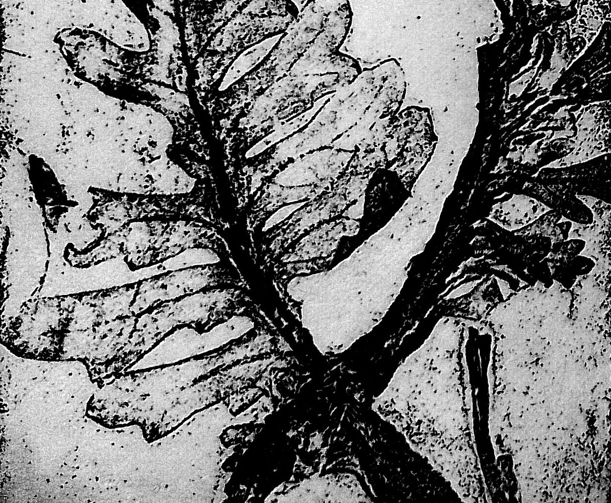 Exif_JPEG_420